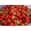 IQF congelant la fraise organique HS-16090906